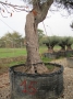Olivo 0015