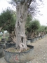 Olivo 0016