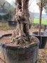Olivo 0018