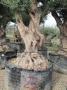 Olivo 0023