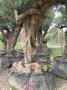 Olivo 0026