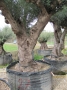 Olivo 0027