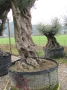 Olivo 0028