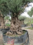 Olivo 0033
