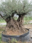 Olivo 0034