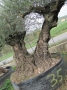 Olivo 0035