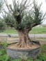 Olivo 0036