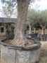 Olivo 0039