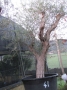 Olivo 0041