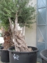 Olivo 0042