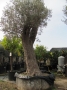 Olivo 0043