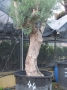 Olivo 0044