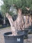 Olivo 0045