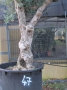 Olivo 0047