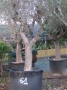 Olivo 0061