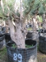Olivo 0089