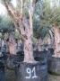Olivo 0091