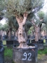 Olivo 0092