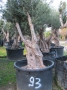 Olivo 0093