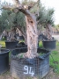 Olivo 0094