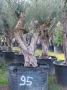 Olivo 0095