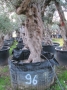 Olivo 0096