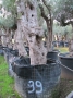 Olivo 0099