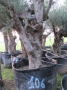 Olivo 0106