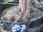 Olivo 0107