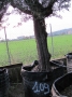 Olivo 0109