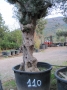 Olivo 0110