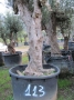 Olivo 0113