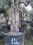 Olivo 0114