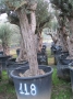 Olivo 0118