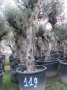 Olivo 0119