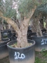 Olivo 0120