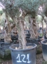 Olivo 0121