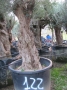 Olivo 0122