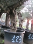 Olivo 0123