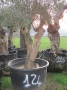 Olivo 0124