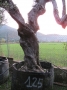 Olivo 0125