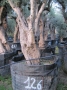 Olivo 0126