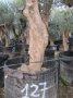 Olivo 0127