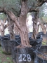 Olivo 0128