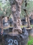 Olivo 0129