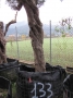 Olivo 0133