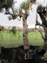 Olivo 0135