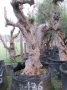 Olivo 0136