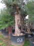 Olivo 0148