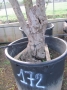 Olivo 0172
